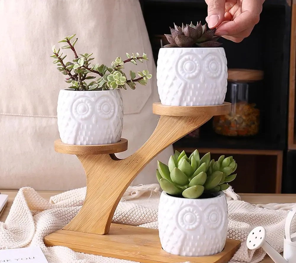 Stylish Succulent Pots